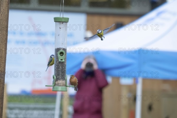 Blue tit (Cyanistes caeruleus) and Chaffinch (Fringilla coelebs) adult garden birds at a bird