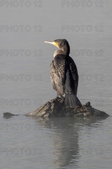 Cormorant angler. Krasnodar. Russia