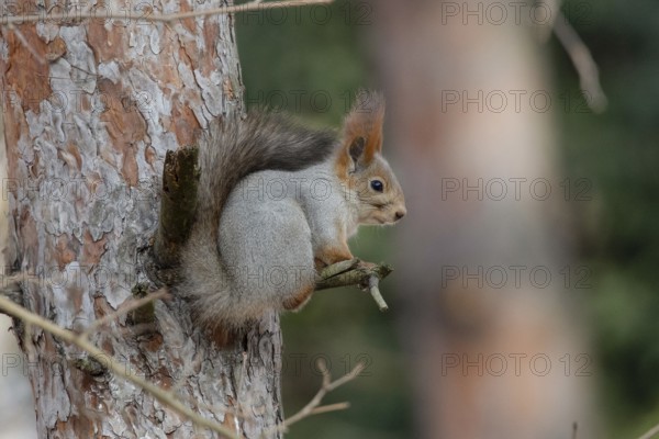 Squirrel in a park. Krasnodar. Russia