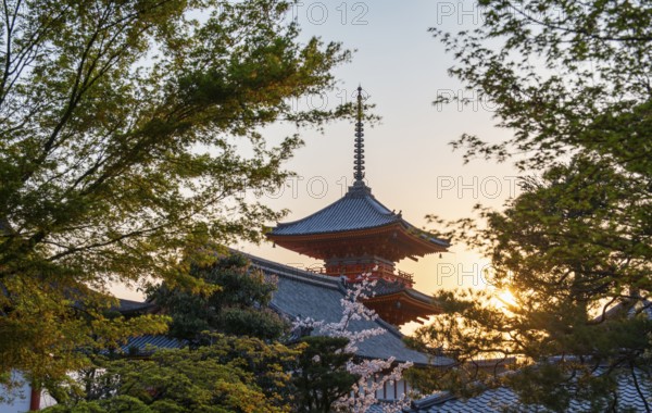 Sanjunoto Pagoda, blossoming cherry tree and trees in a garden in spring, Kiyomizu-dera temple,