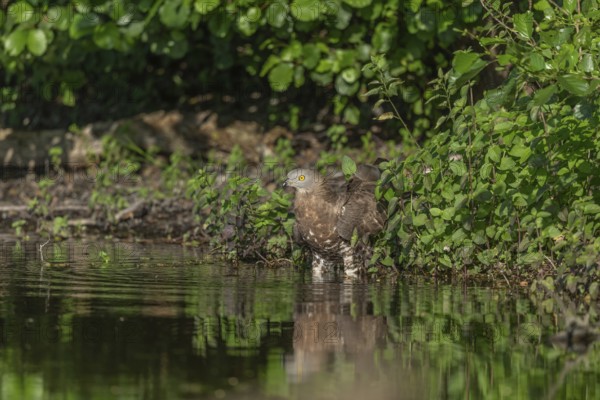 Honey buzzard (Pernis apivorus) - The European honey buzzard observes its surroundings by staying