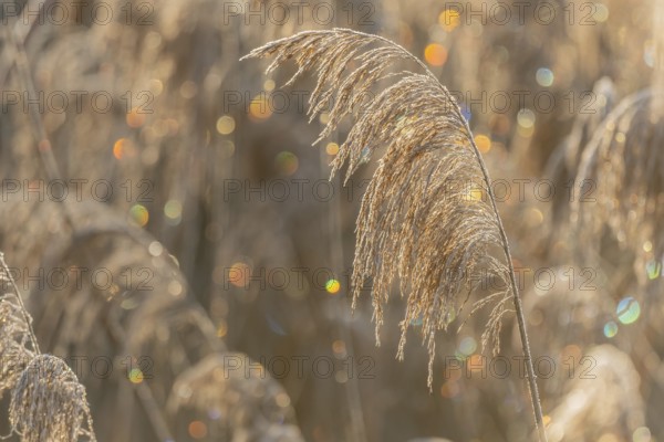 Reed-type plant stands in field. In the morning, the light shimmers on the leaves of the plant.