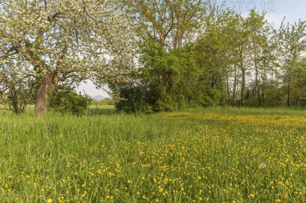 Fruit trees are in an orchard in France in spring. White flowers bloom while green grasses grow all