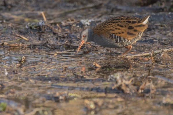 Water rail (Rallus aquaticus) walks along a branch at the edge of the water in the moor. The sun
