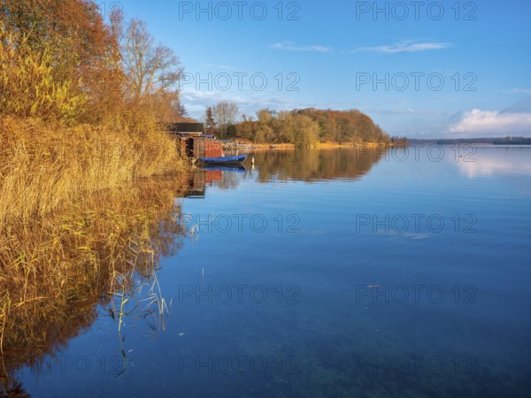 Shore with boathouses on Schaalsee in morning light, reeds and trees in autumn colors, Schaalsee