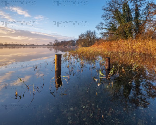 Posts and reeds in Schaalsee in the first morning light, reeds in autumn colors, Schaalsee