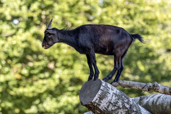 Pygmy goat (Capra aegagrus hircus), shiny black coat, climbing on the trunk of a felled birch tree