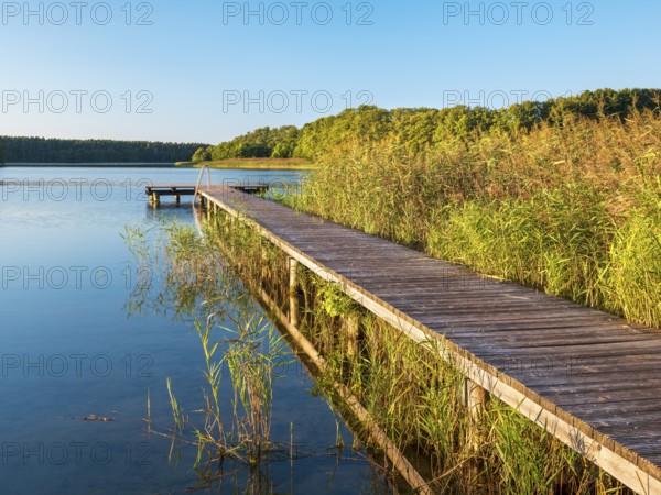 Bathing area with jetty in the reeds in the evening light, Dranser See in the district of