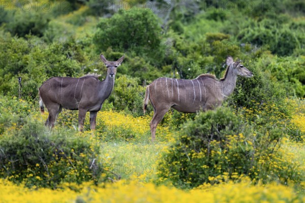 Greater kudu (Tragelaphus strepsiceros), two females in a flower meadow, Addo Elephant Park, South