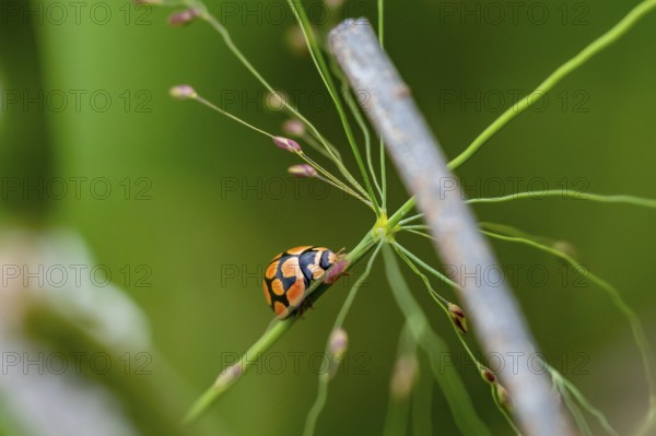 Ladybug on a blade of grass, Addo Elephant National Park, South Africa