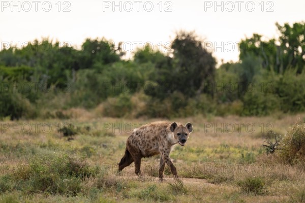 Spotted hyena (Crocuta crocuta), Addo Elephant National Park, Eastern Cape, South Africa