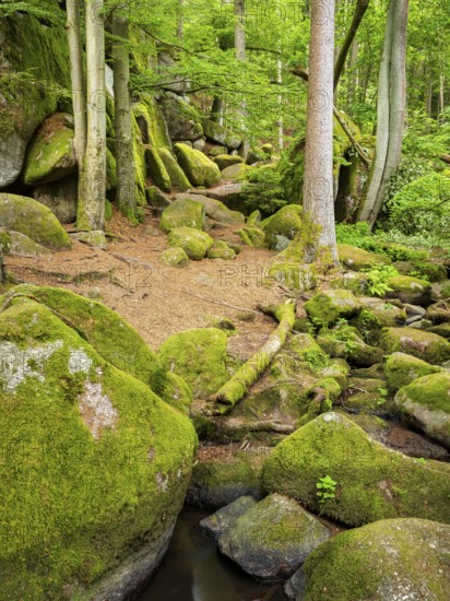 The Höllbach in the Hölle Nature Reserve flows through green forest and large moss-covered rocks,