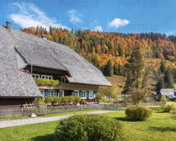 Typical Black Forest house in autumn, balconies with flowers, colorful forest in the back,