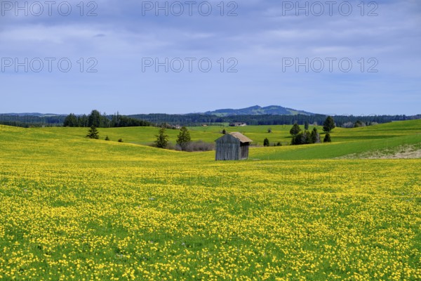 Dandelion meadows near Seeg, Ostallgäu, Swabia, Bavaria, Germany