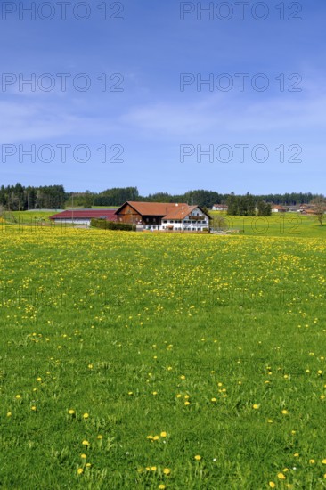 Farms with dandelion meadows near Sulzschneid, Ostallgäu, Swabia, Bavaria, Germany