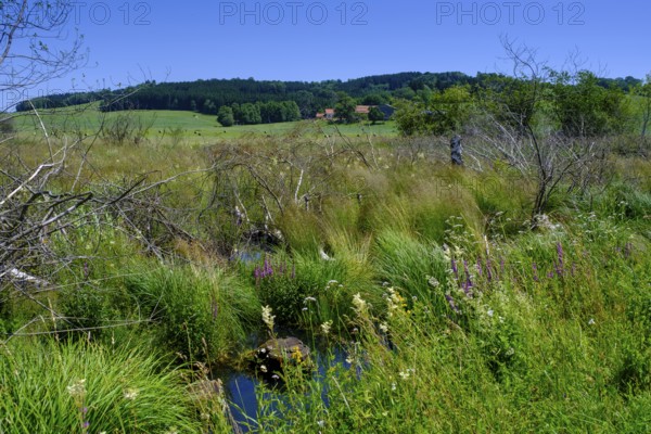 Moor, swamp meadows, Herrgottsried, near Eckhalden, Upper Swabia, Swabia, Baden-Württemberg,