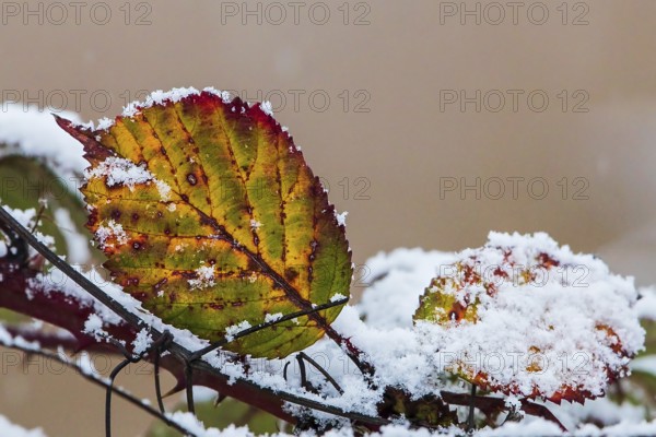 Snow-covered leaves of the dog rose (Rosa canina) in bright colours in winter, Baden-Württemberg,