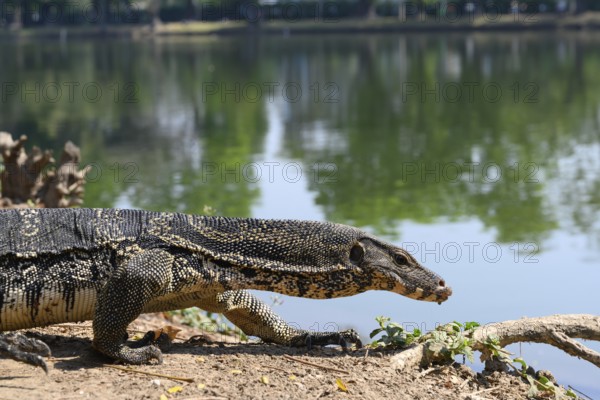 Large monitor lizards, the water monitor is a common sight beside or swimming in the lake at