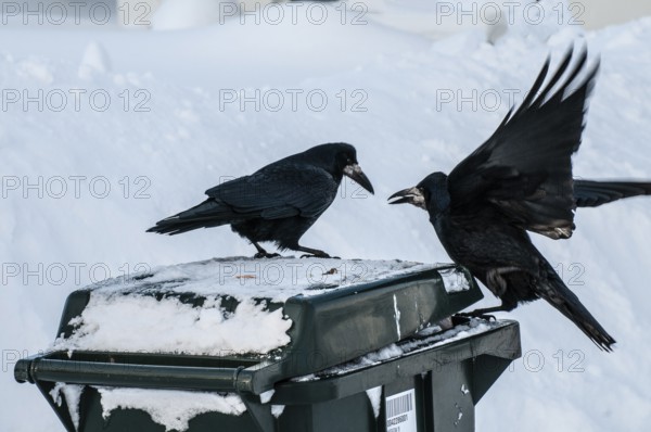 Two rooks (Corvus frugilegus) looking for food on a garbage can in winter and snow in Ystad, Skåne
