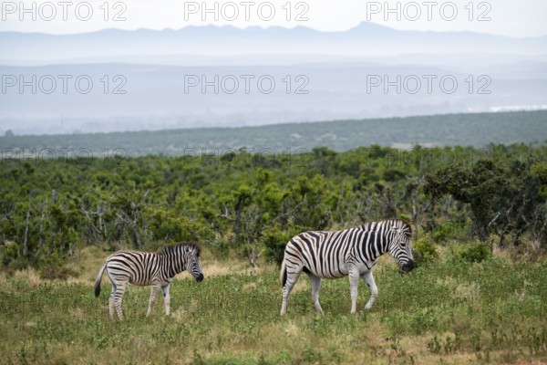 Burchell's zebra (Equus quagga burchelli) with young, Addo Elephant National Park, Eastern Cape,