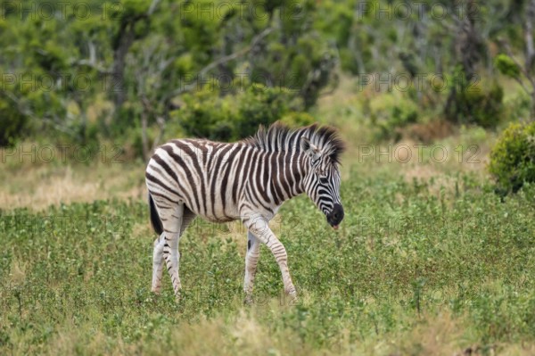 Juvenile, Burchell's zebra (Equus quagga burchelli), Addo Elephant National Park, Eastern Cape,