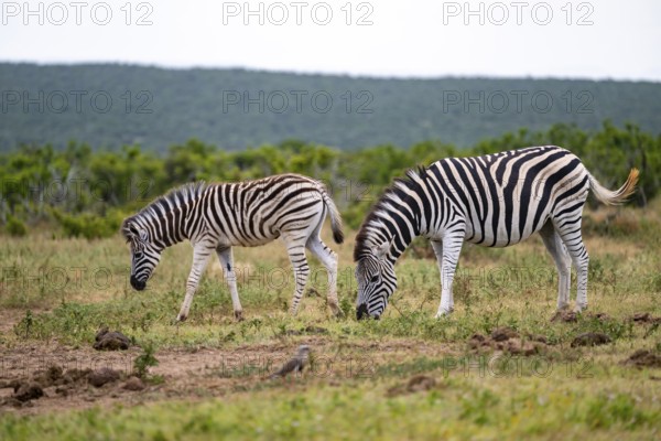 Two Burchell's zebra (Equus quagga burchelli), Addo Elephant National Park, Eastern Cape, South