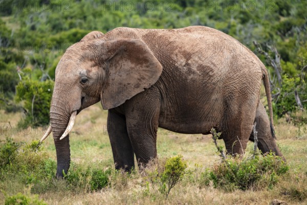 African elephant (Loxodonta africana), Addo Elephant National Park, Eastern Cape, South Africa