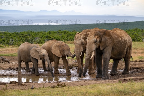 Herd of elephants with young animal drinking at the waterhole, African elephant (Loxodonta