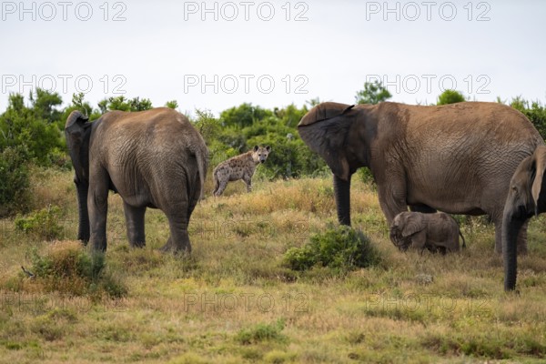 Danger from a spotted hyena, elephant herd with baby, African elephant (Loxodonta africana), Addo