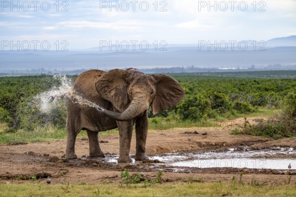 African elephant (Loxodonta africana) splashing water, Addo Elephant National Park, Eastern Cape,