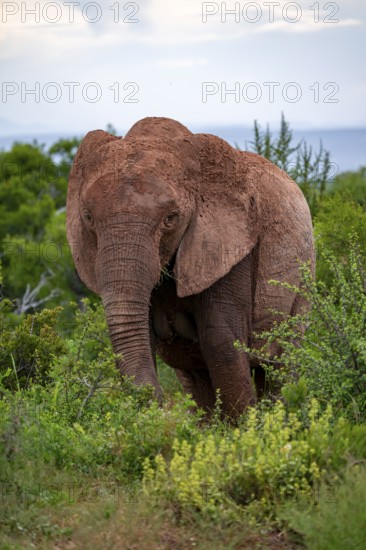 African elephant (Loxodonta africana), Addo Elephant National Park, Eastern Cape, South Africa