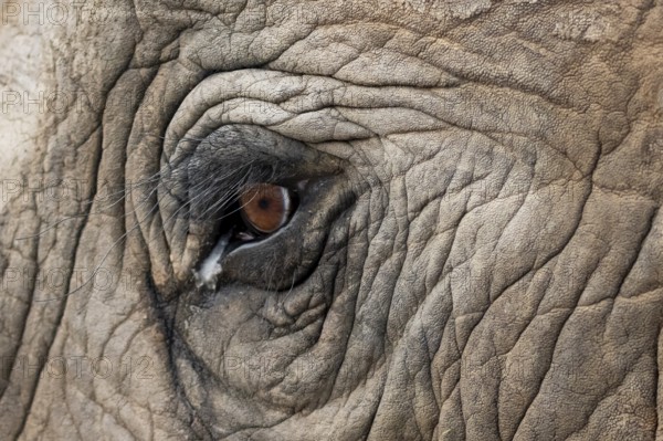 Detail, eye and skin, African elephant (Loxodonta africana), Addo Elephant National Park, Eastern