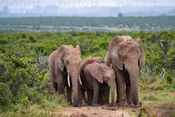 Herd of elephants with young, African elephant (Loxodonta africana), Addo Elephant National Park,