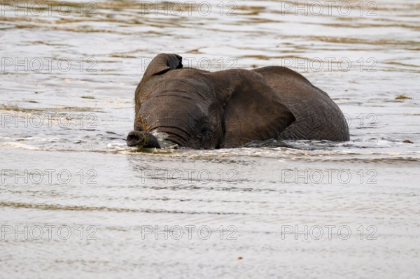 African elephant (Loxodonta africana) swimming and bathing in the water, Addo Elephant National