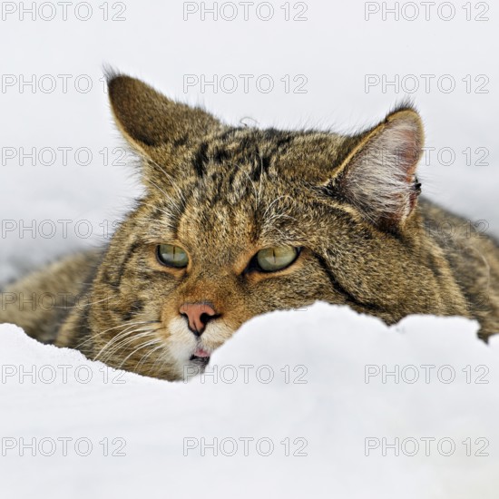 European wildcat or forest cat (Felis silvestris silvestris), sitting in the snow, captive,