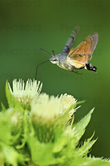 Dove's tail (Macroglossum stellatarum), flies on the flower of cabbage thistle (Cirsium oleraceum),