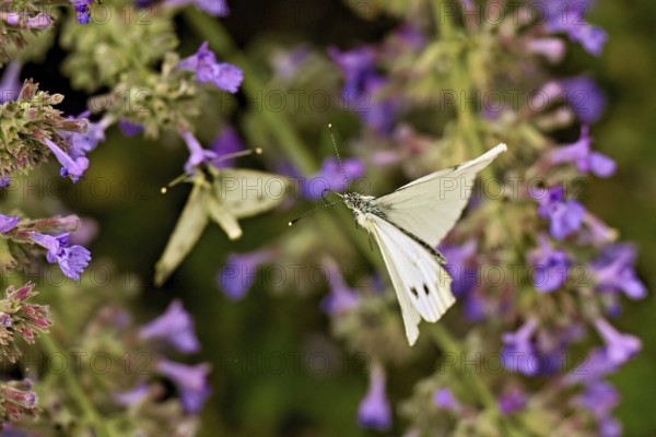 Rape white butterfly (Pieris napi) approaching the flower of catmint (Nepeta fassenii), Switzerland