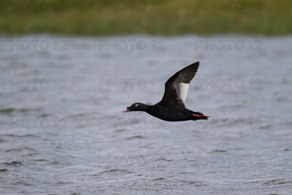 Kamchatka Velvet Scoter (Melanitta stejnegeri), Kamchatka Velvet Scoter, Stejneger's scoter,