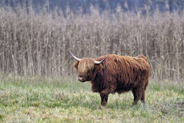 Highland cattle (Bos taurus), adult animal standing in a meadow, Reussspitz nature reserve,