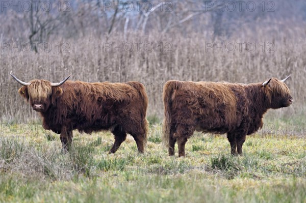 Two Highland cattle (Bos taurus), adult standing in a meadow, Reussspitz nature reserve,