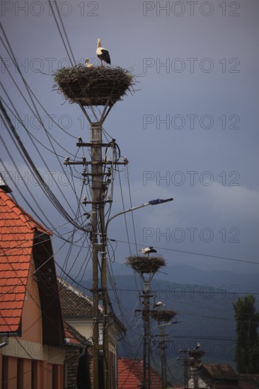 Storks in their stork nests in Cristian, German Grossau, a village in Sibiu County in Transylvania,
