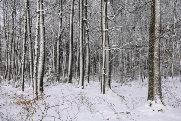 Snow-covered beech forest (Fagus sylvatica) in winter, the branches and trees are covered with snow