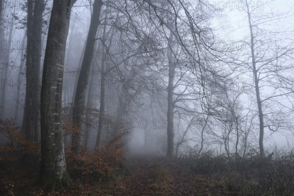 A mystical forest trail in thick fog, bare trees and autumnal atmosphere reinforce the mysterious