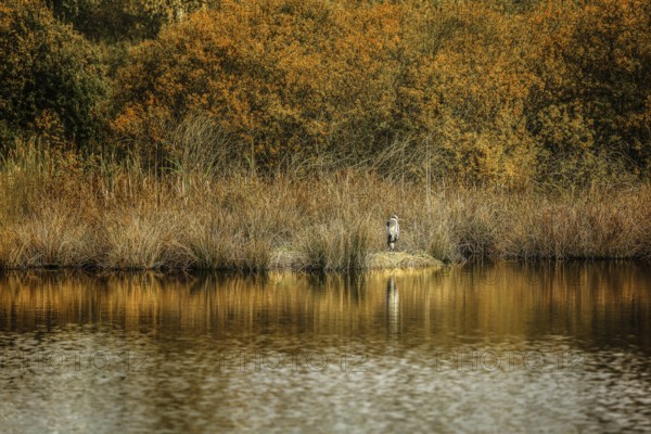 A grey heron (Ardea cinerea) stands at an autumnal lake, surrounded by golden trees and reeds,