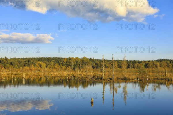 Calm lake with cloud reflection, surrounded by trees and covered with blue sky, Schwenninger moss