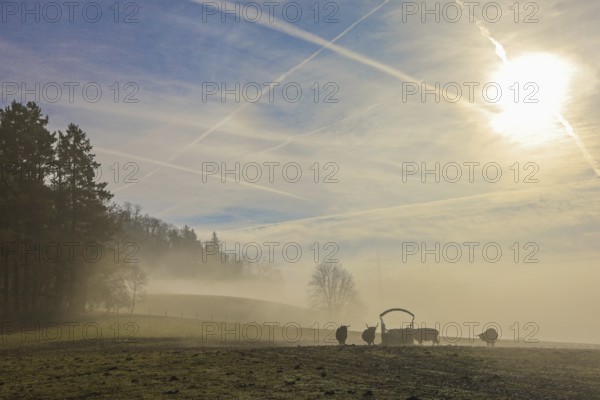 Highland cattle (Bos taurus taurus) stand in a misty landscape in the morning light with sunlight