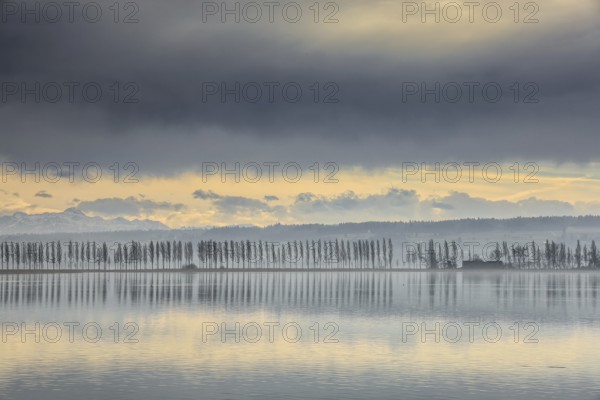 Lake Constance near Hegne under cloudy sky with poplar alley on the horizon, soft shades of yellow
