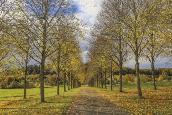 Tree-lined trail in autumn with yellow leaves and cloudy sky, Hofgut Dauenberg avenue,