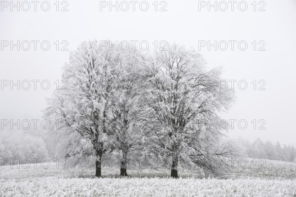 Snowy trees in a foggy winter landscape that conveys a calm and cold atmosphere,