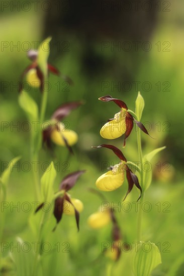 Close-up of yellow-brown orchid flowers (Cypripedium calceolus) in greenery with blurred